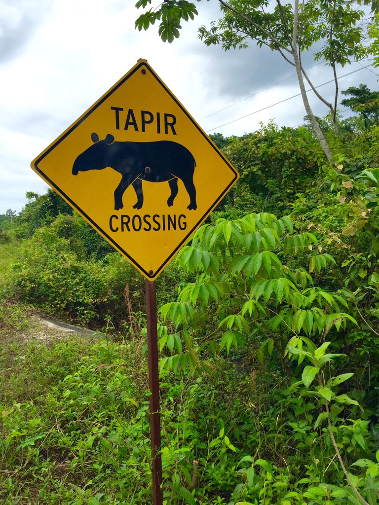 phtravel's tweet photo. Couldn't resist one more road in Belize Deep South. #lpinbelize https://t.co/gOeMasweHX