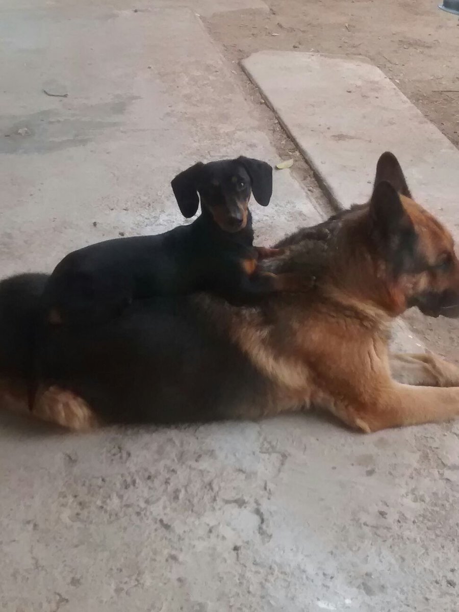nicolino_jpg's tweet photo. En mi casa hay un totem de perros. https://t.co/MMdwgcrzpW