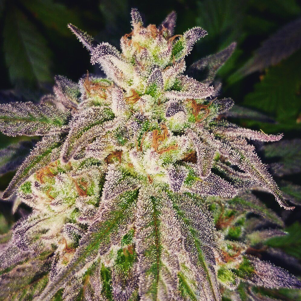 QualittyChoice's tweet photo. Our girl #FLO just hit the shelves! #quality #qualityflower #beautifulbuds #ganja #toke #medicalmarijuana #marijuana https://t.co/KSeBouuAc7