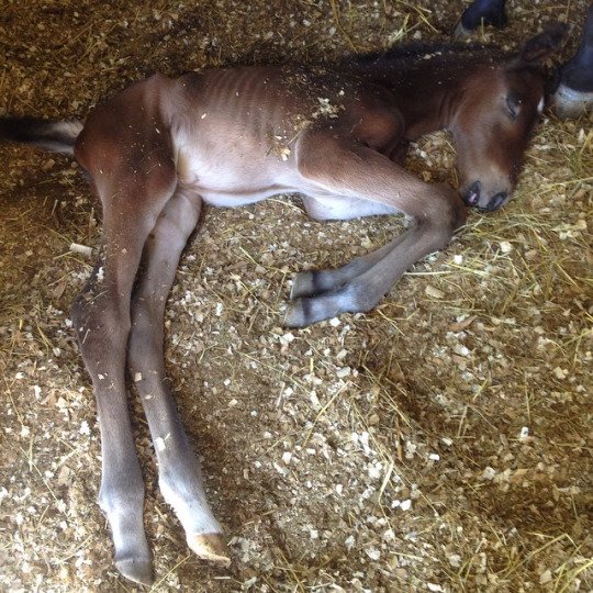 DDdailyNewsInfo's tweet photo. DDdailyNews - Sweet sleeping Baby #happycolt #horselovers https://t.co/HLyq3yA7oX #rider and #horse equipment https://t.co/hseyYFm0pE