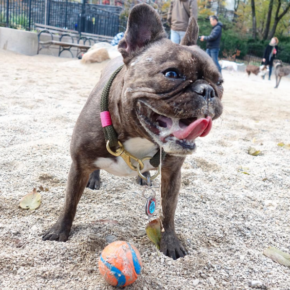 picklebeholding's tweet photo. Best thanksgiving ever!!!!!!! 🎾⚾️🏀🎾!!! Now where's my turkey? 🍗🍗 #ImMakingFetchHappen #DroolRules #PickleBeholding https://t.co/XK3c9Yu409