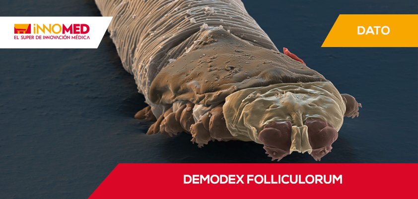 En la punta de las pestañas humanas vive un ácaro llamado Demodex folliculorum o ácaro de folículo piloso.