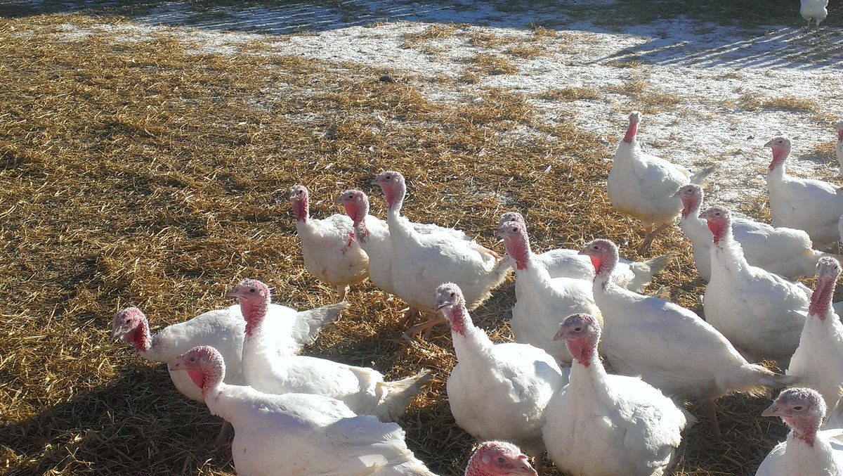 Winter's Turkey tweet media