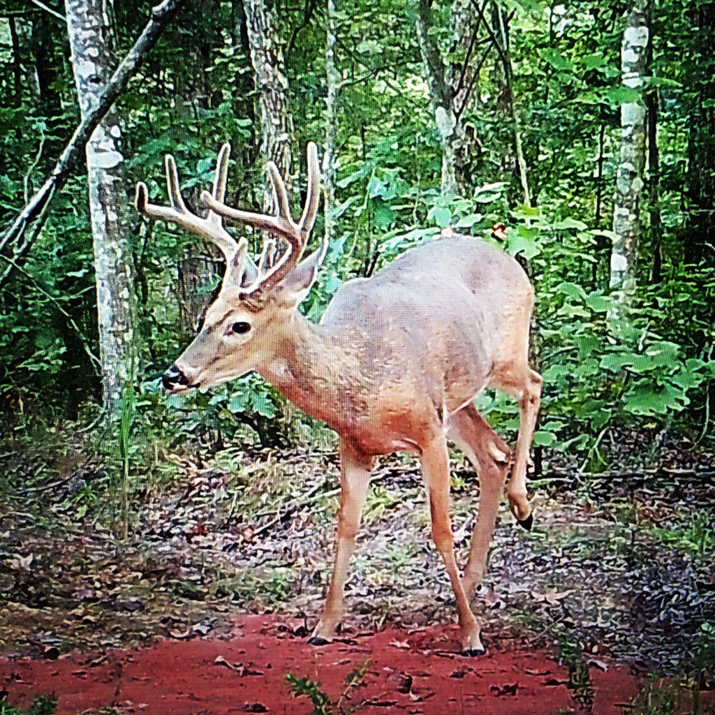 ducklessoutdoor's tweet photo. From a few months ago. #givehimacoupleofyears #trailcam https://t.co/oq0km1f96M