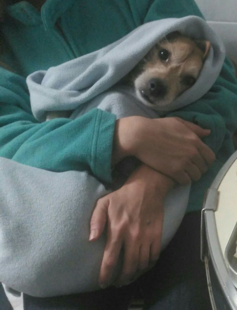 leoperrillo tweet picture