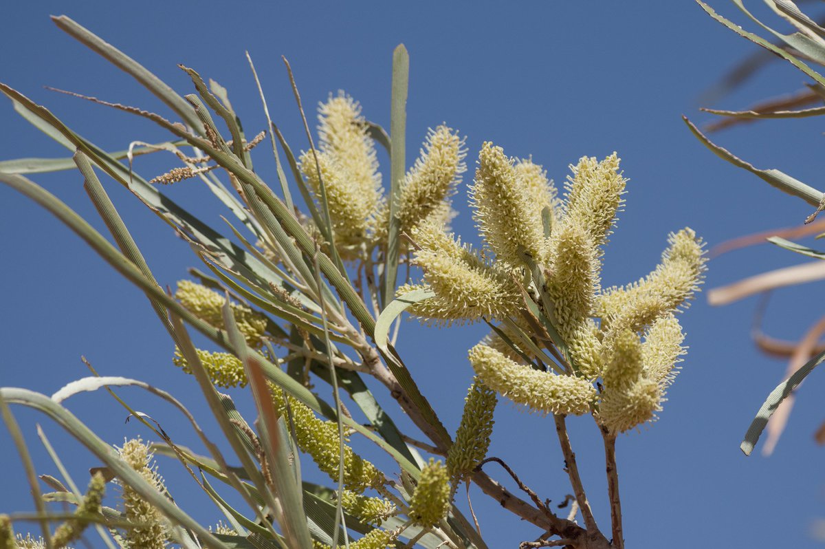 DavidWMNelson's tweet photo. And okay, some #Plants too! #SimpsonDesert #WildOz https://t.co/3afihSLAIz
