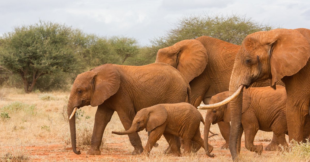 ALDF tweet picture