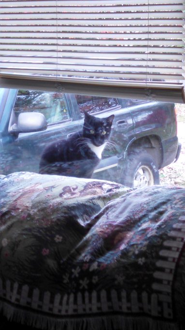 My cat has turned weirdo stalker. LOL really his favorite thing to do outside is  watch inside. #ButHesSoCuteThough<a href="/tag/buthessocutethough"class="tags"><span>#buthessocutethough</span></a>