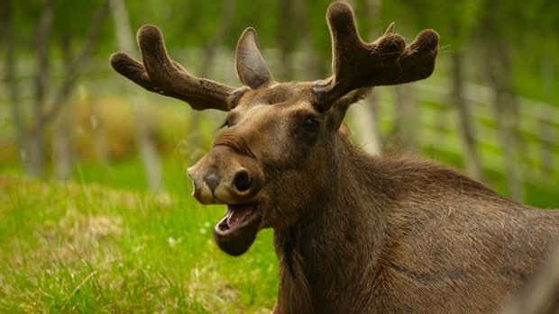maplleconn's tweet photo. WHO WILL WIN? MOOSE vs. DINGO MAKE THE VOTE TOMORROW #maplecon2k16 https://t.co/7bQUjSHul7