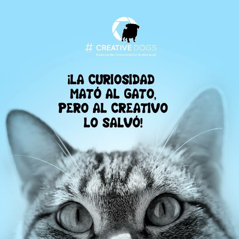 creativedogsmx's tweet photo. #CreativeDogs https://t.co/2Vh9tQsLAP