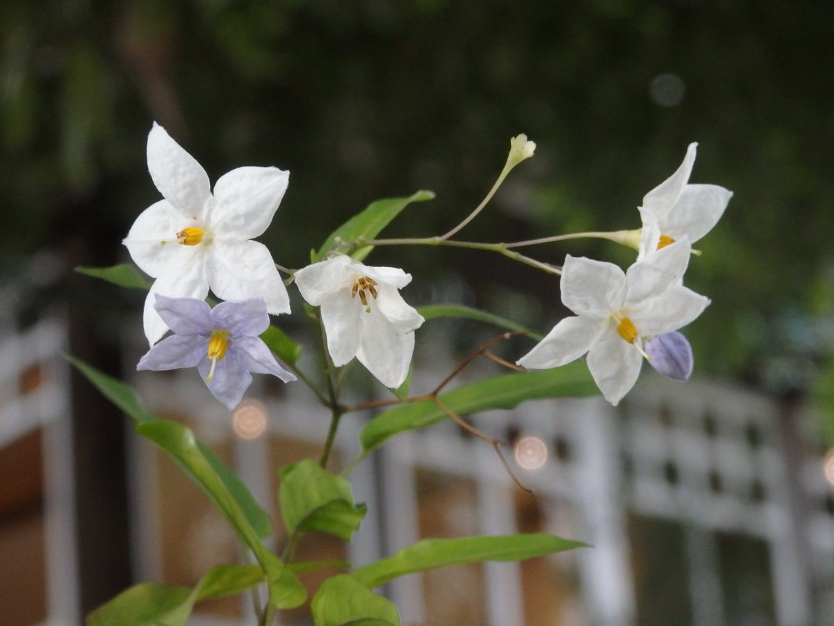 緑と水の市民カレッジ 日比谷公園旧公園事務所 現フェリーチェガーデン でツルハナナス 蔓花茄子 ナス科ナス 属 がまだ咲いていました 花の名前と育て方大事典 によると別名をソケイモドキといい南アメリカ原産 星形に広がる花形はナス科の特徴が