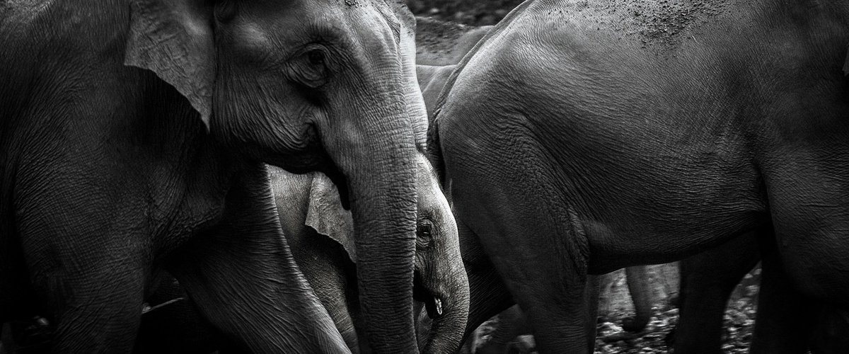 sanwahi's tweet photo. The #elephants of corbett #india #travel #photography @TripAdvisor @tripandtravel2 @NatGeoPhotos https://t.co/JK01Nssm3k