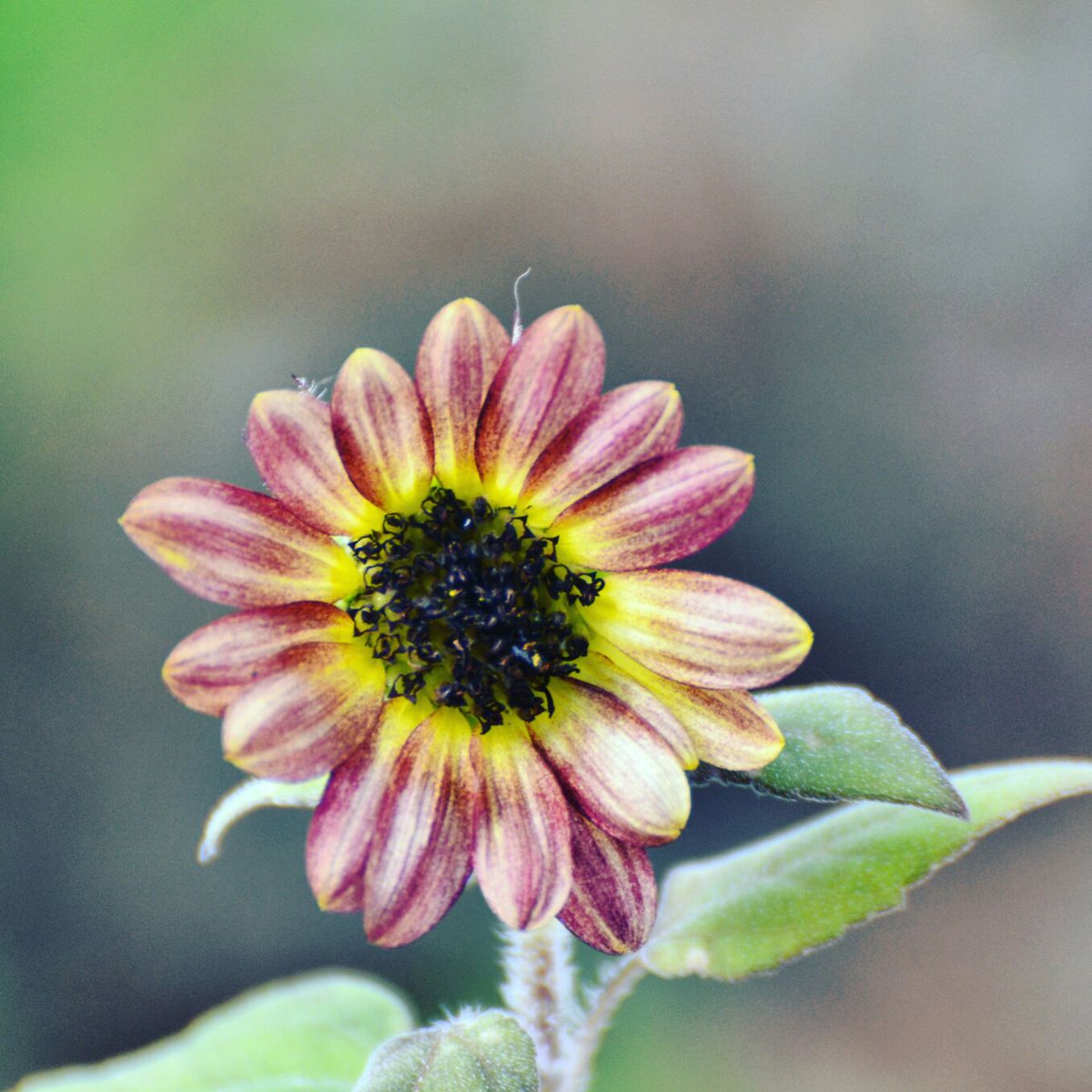 FernandoFagner7's tweet photo. oh Dezembro da minha vida , trás pra minha vida , flores de calma , e exala a paz tão sonhada . Amém . https://t.co/3dRtMDfcii