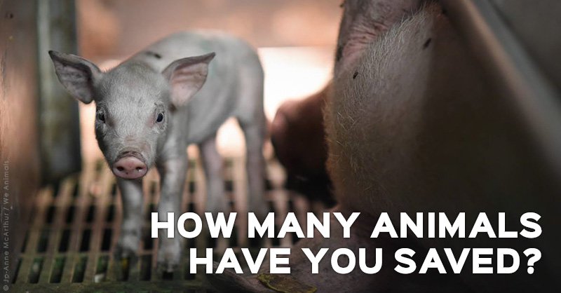 peta's tweet photo. Your diet can save a huge amount of water, grain, & lives.
See how many: https://t.co/9zQLzmOxIP #30DaysOfVegan https://t.co/yckwIA3BF8