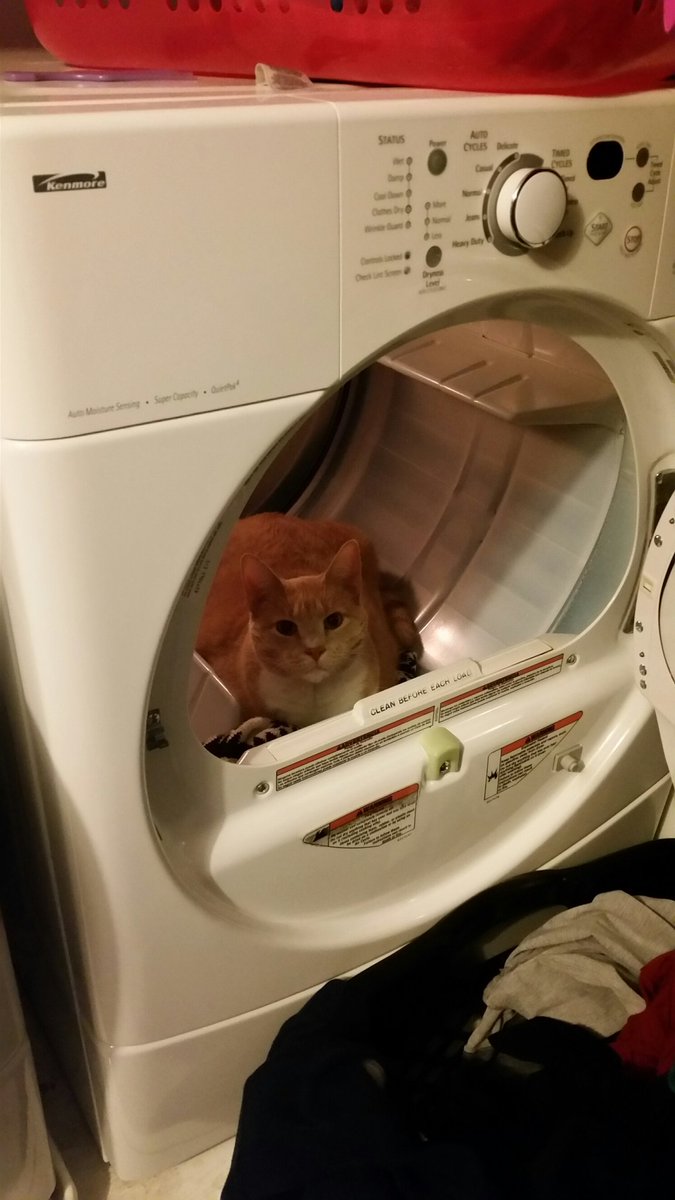 codegirl878's tweet image. Must be a cat thing lol