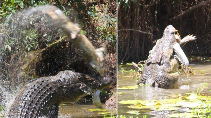 9NewsQueensland's tweet photo. Enormous croc caught on camera violently devouring its reptilian brother: https://t.co/m0c4ZUhHw4 #9News https://t.co/FvwHprLgEO