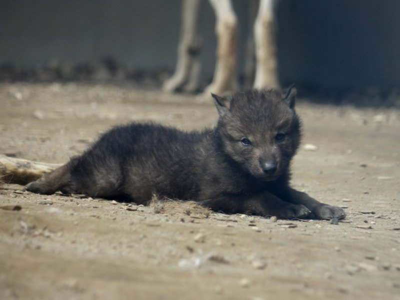 wolfes_jp's tweet photo. 円山で生まれ、円山で育ったユウキが「とくしまのユウキ」になるんだと思うと感慨深いです。こんなに小さかったのに…と思うとちょっとしんみり　#狼情報 https://t.co/dOSVodI0my