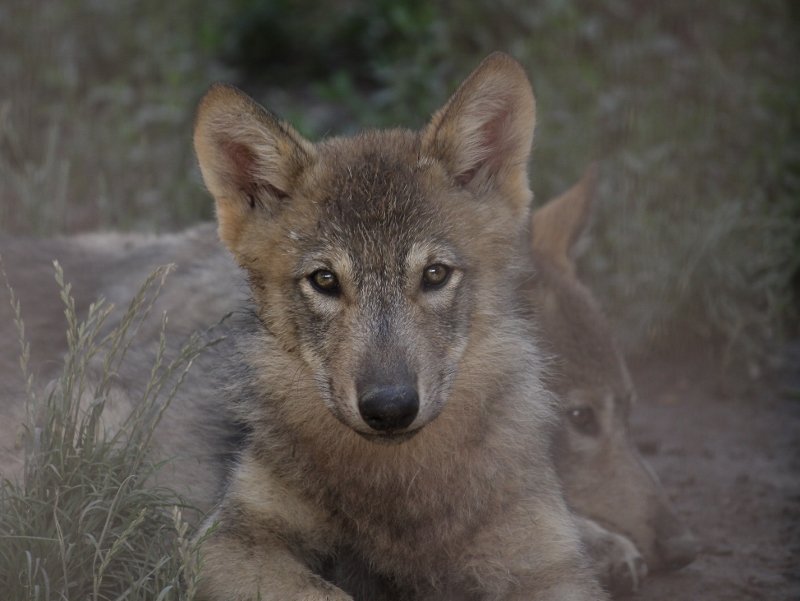 wolfes_jp's tweet photo. 円山で生まれ、円山で育ったユウキが「とくしまのユウキ」になるんだと思うと感慨深いです。こんなに小さかったのに…と思うとちょっとしんみり　#狼情報 https://t.co/dOSVodI0my