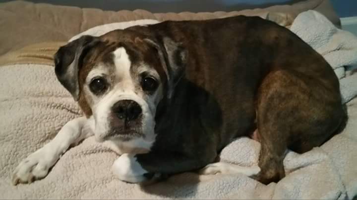 Loslin_74's tweet photo. R.I.P. to this OG. You'll be missed but not forgotten my love. #RIPbuttercup https://t.co/LbP88ccrrz