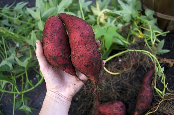 Rooting, Planting and Growing Sweet Potatoes - mostbeautifulgardens.com/2015/12/01/roo…