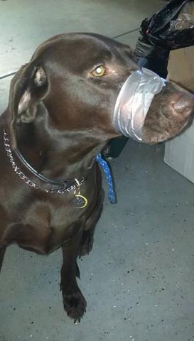 NBCNews's tweet photo. Woman who sparked outrage with picture of dog's mouth taped shut charged with cruelty https://t.co/4F2UIln4Oz https://t.co/JuJlVUL6rE