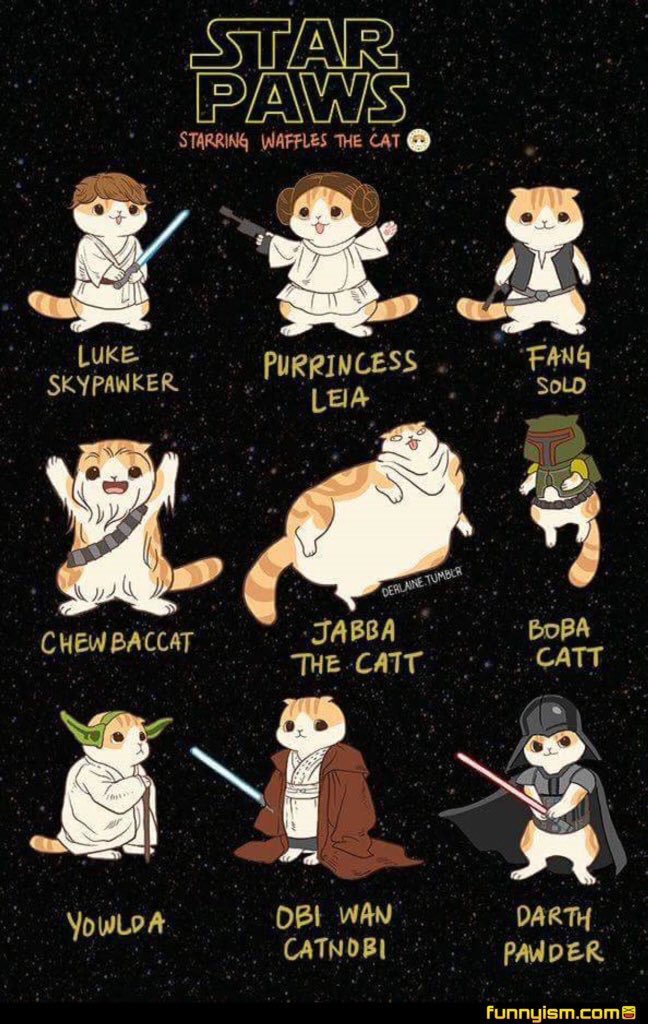 CuteCatsCo's tweet photo. Star Wars cats 😂😻 Retweet if you would watch this! https://t.co/KFks0JDLId