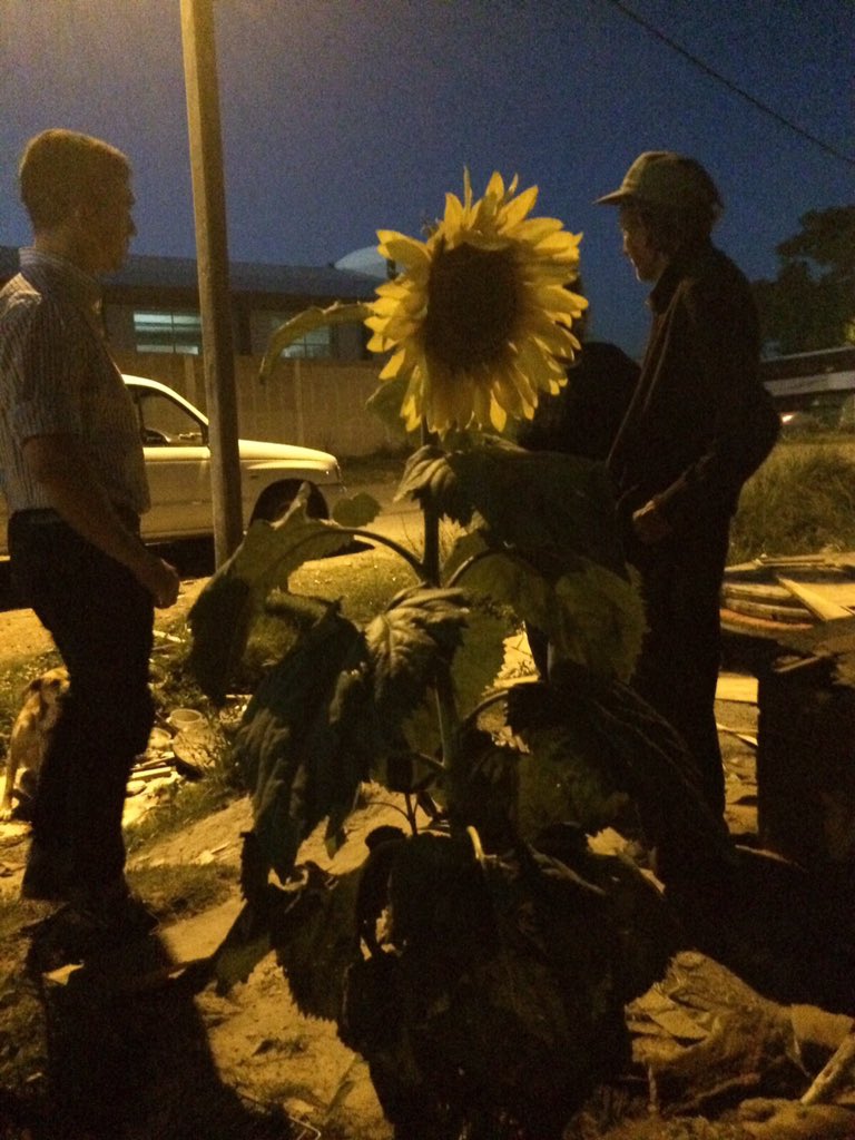 sembradores.com.uy tweet media