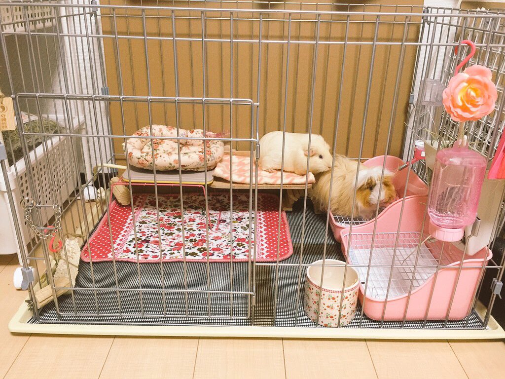 もるぺうす 他のおうちのケージレイアウトって気にならない ケージは犬猫用 床はペットシーツに鉢底ネット こんな風に画像と使ってる物書いてタグ付けて纏めたら参考になると思うよ なのでみんなご協力願います モルモットのケージレイアウト