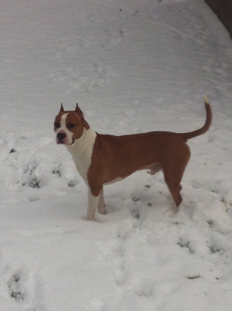 Chris_Wess's tweet photo. If anyone happens to see my dog Rippley can you please contact me in some way. He is extremely friendly. https://t.co/rVbH4UoOeU