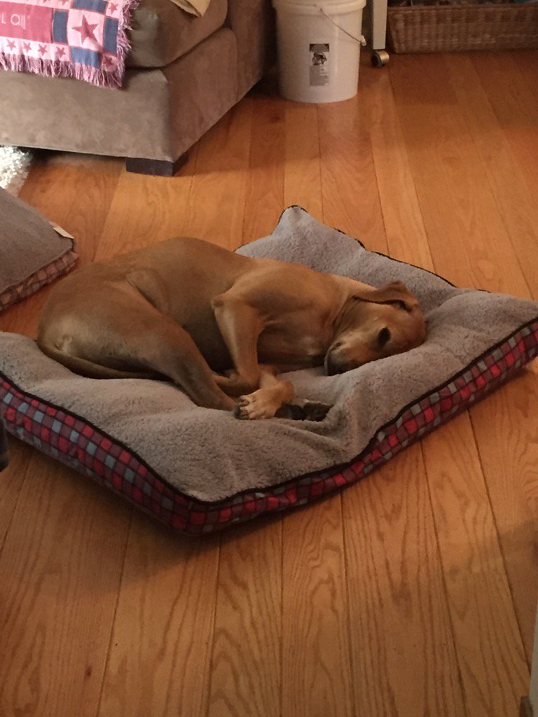 grnbullitt's tweet image. Riley likes the new dog bed, 💤💤 #MissRiley