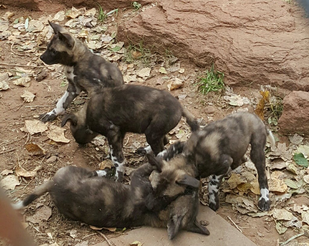 okczoo's tweet photo. Sometimes you just need a pile 'o puppies. #AfricanWildDogpups https://t.co/SPRCbudhKs