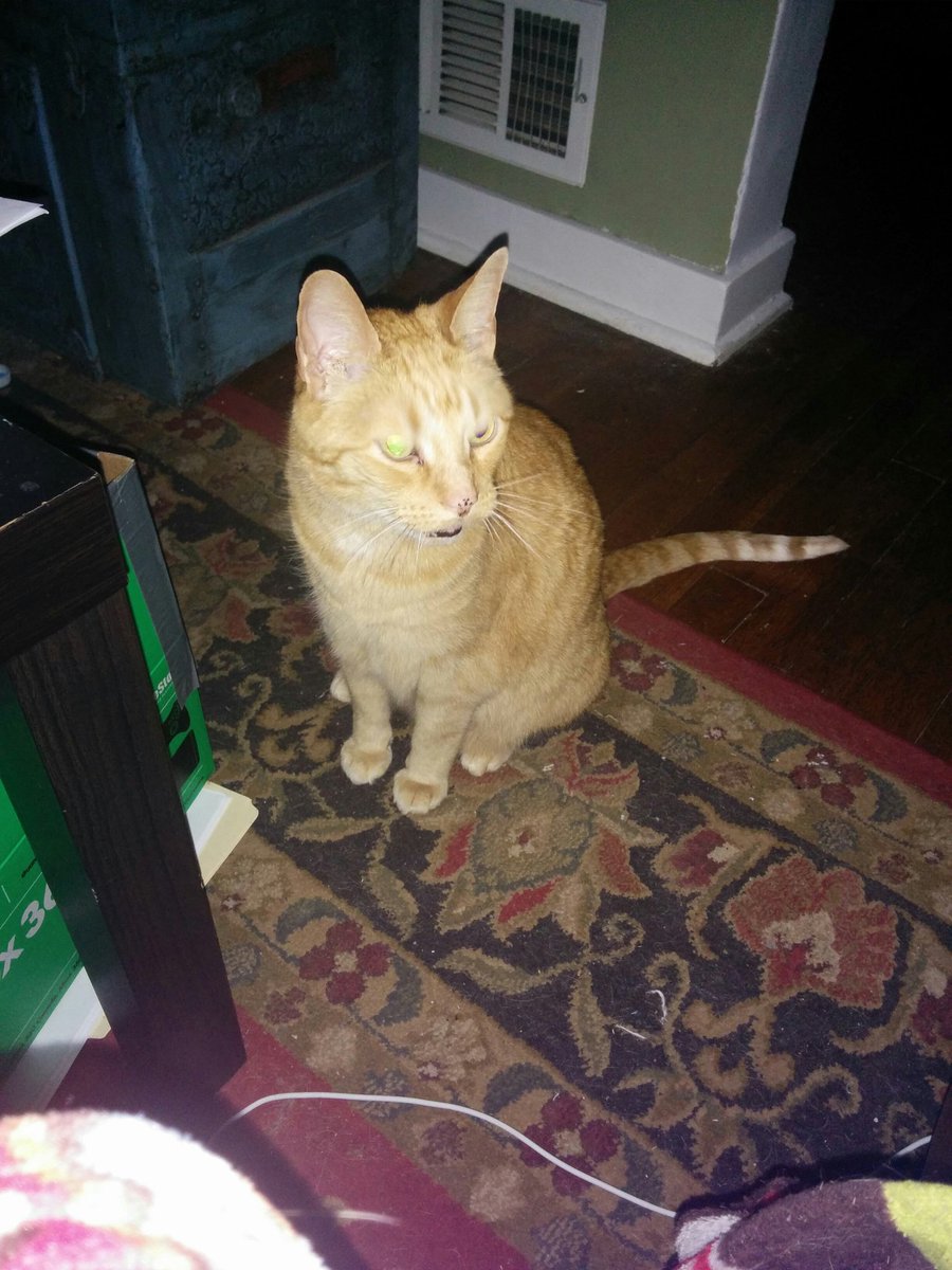 sonicstacey's tweet photo. #meowcore https://t.co/ZpLzaNnphk