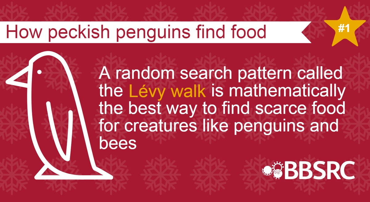 BBSRC's tweet photo. #Penguins (and bees) random forage technique 50M years old https://t.co/p6AGWRonRC #ChristmasCountdown https://t.co/B6hNptVjVF