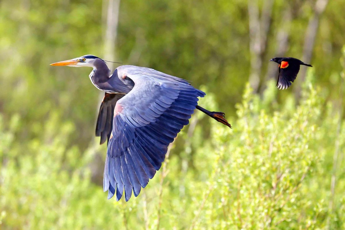 bluedotmg's tweet photo. A blue heron and a red-winged black bird swoop over Burnaby Lake in British Columbia, #Canada Foto/ Tulus Simatupang https://t.co/qcMrBAHFqi
