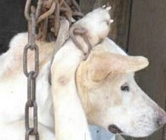 WEBSITE #STOPKOREANTORTURE SHARE AWARENESS ABOUT THE CRUEL DOG MEAT TRADE IN #SOUTHKOREA sites.google.com/site/stopkorea…