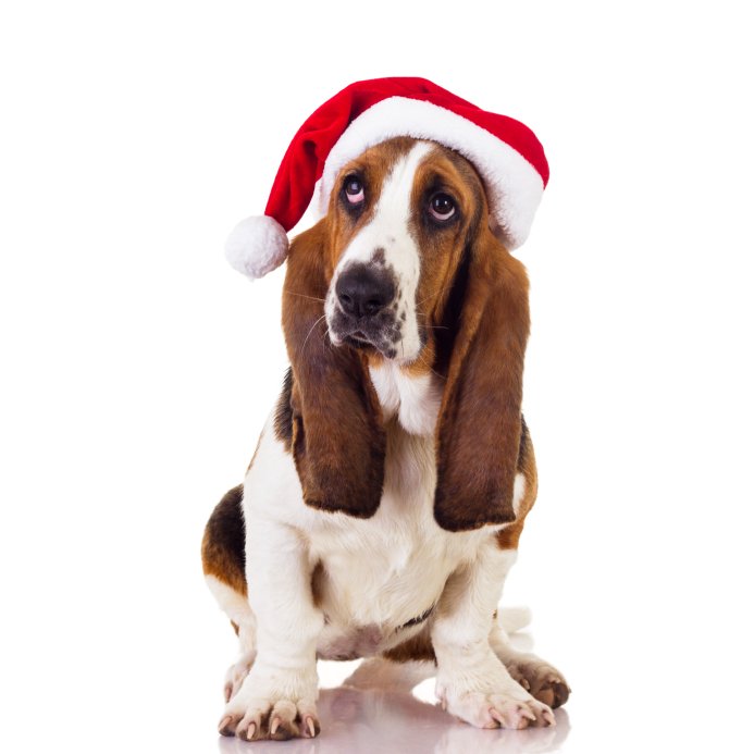 stvmow's tweet photo. This #GivingTuesday, #FeedPets with us! https://t.co/wXIono55Ua #DELIVERLOVE #ENDHUNGER https://t.co/wQE6M1v1Xw