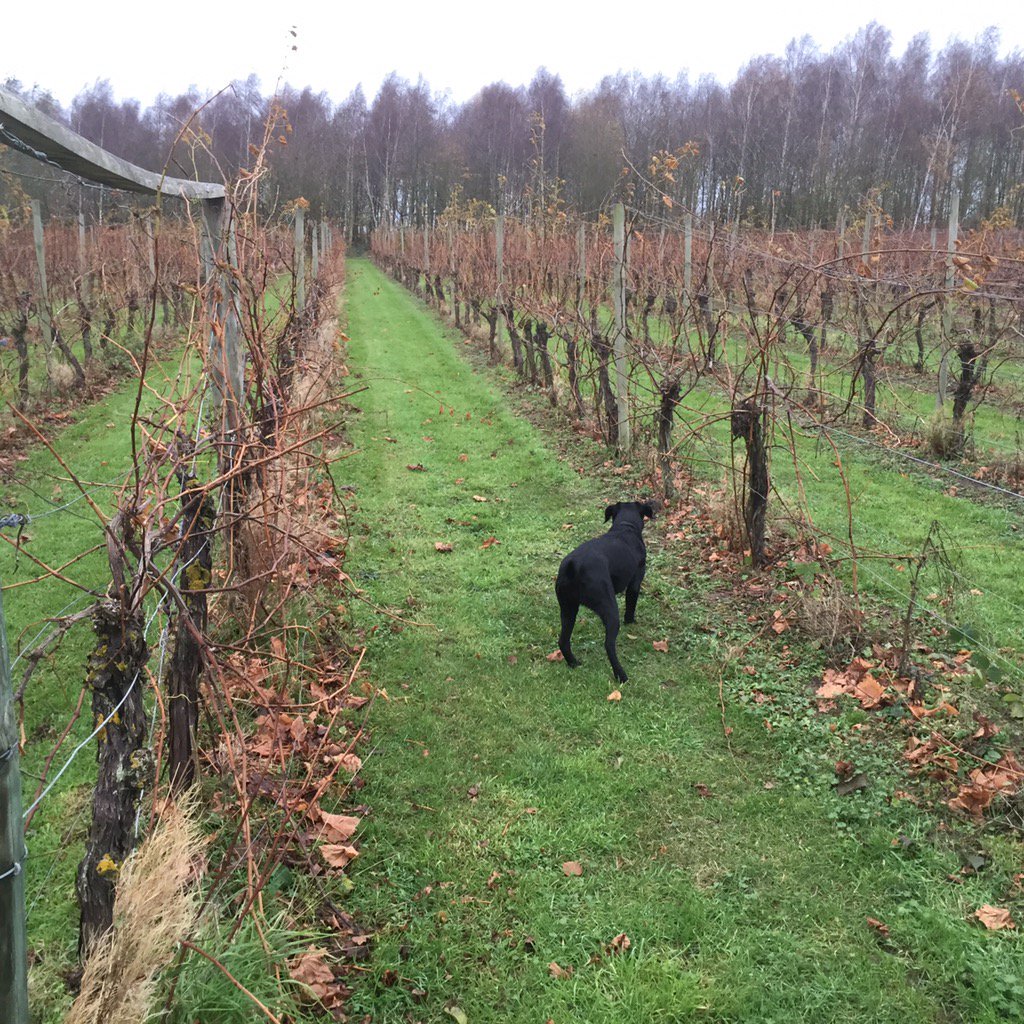 DedhamValeVines's tweet photo. Feeling like winter in the vineyard #1stDecember https://t.co/9EyLTDkrjg