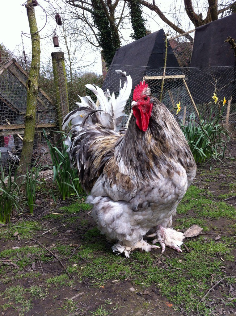 paisleyandco's tweet photo. #chickenadvent no 1, who are your flock favourites #chickentuesday #ChickenHour #cochin https://t.co/qH9iskynjZ