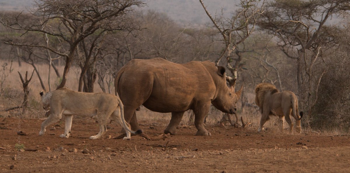 Leopard Mountain tweet media