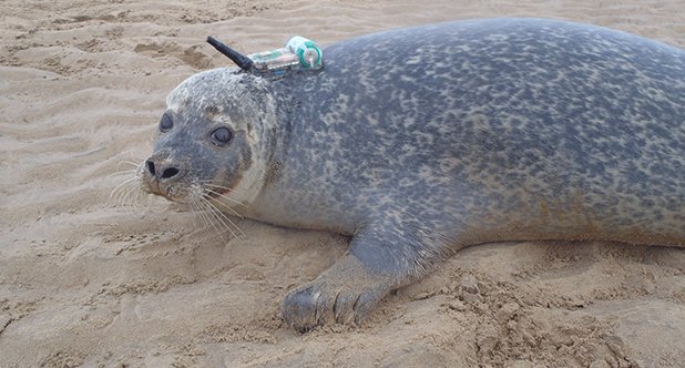VodafoneUK's tweet photo. #ConnectedSeals: Discover how we're tracking Harbour seals around the UK https://t.co/pLc5HYc3aj https://t.co/4cXlAcQNcY