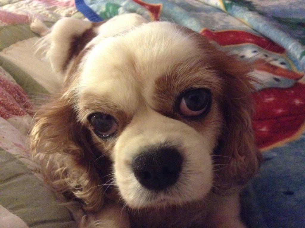 Lonesomepoppy's tweet photo. One of the mothers you don't see Bred for 5yrs Has SM #rescue #adoptdontshop #cavaliersinneed https://t.co/cvw5lwAEAm