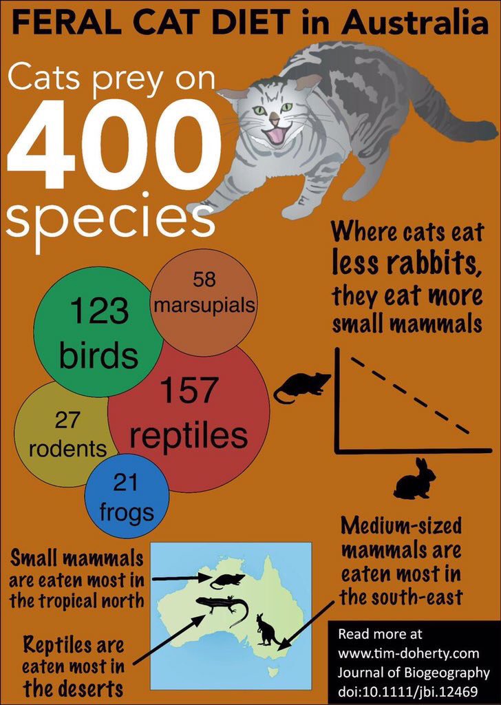 Richard McLellan  / kaarnka (raven/crow - Martu) tweet media