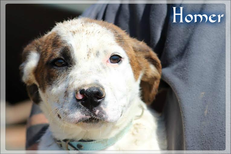 #CASOEXTERNO #HOMER esta carita tan dulce merece un hogar, ¿no crees? Regalale una nueva vida #ADOPTAR #ACOGER