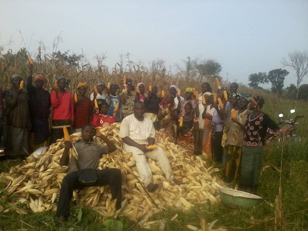ONG_nitidae's tweet photo. Belle récolte de maïs du champ-école à Djenedjan #CIV. Plus d'infos https://t.co/pfHEDFxDN9 avec l' #OCPV https://t.co/aPUAhhZ44i