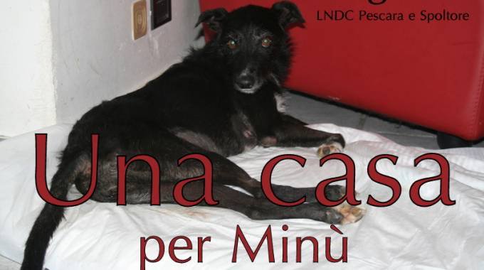 🆘❤️UN CARRELLINO E UNA CASA PER MINÙ❤️🆘
quotidiano.net/animali/animal…
