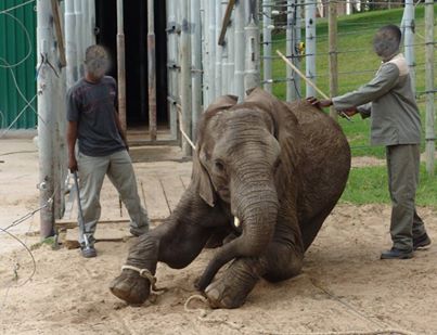 Knysna Elephant Park abuse denies torture claims! bit.ly/1TqiAM3 <a href="/IOL/">IOL News</a>