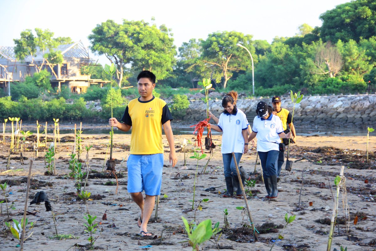 #MangrovePlanting for a better future #COP21 #AGPeduliCOP21 #FPMBaliCOP21