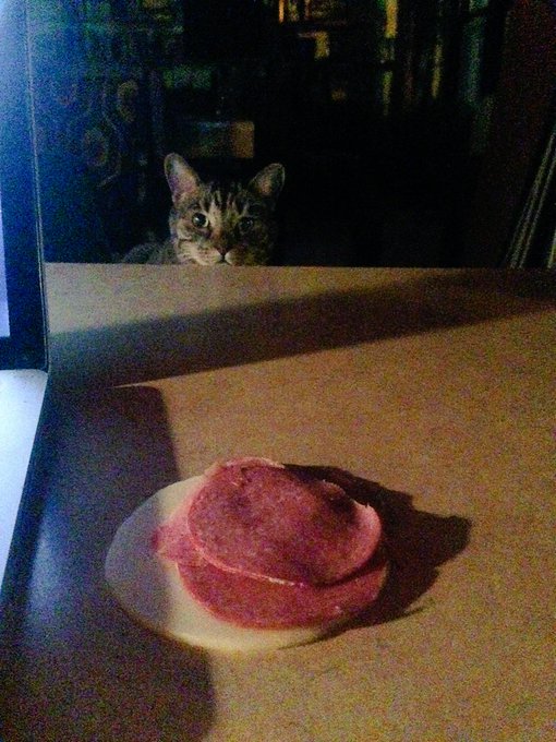 Здрасьте. Облизывается на мой диетический (без хлеба) бутербродик. https://t.co/rlF6b6P8qo