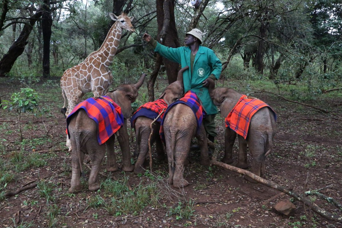 SheldrickTrust tweet picture