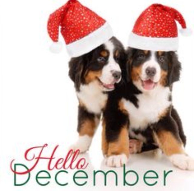 Ashbourne Dog Walker (Wagtail_Walks) Twitter